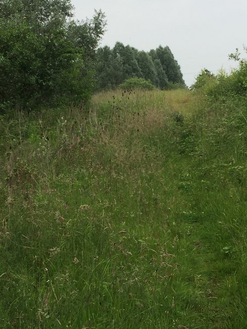 Overgrown footpath on quarry boundary