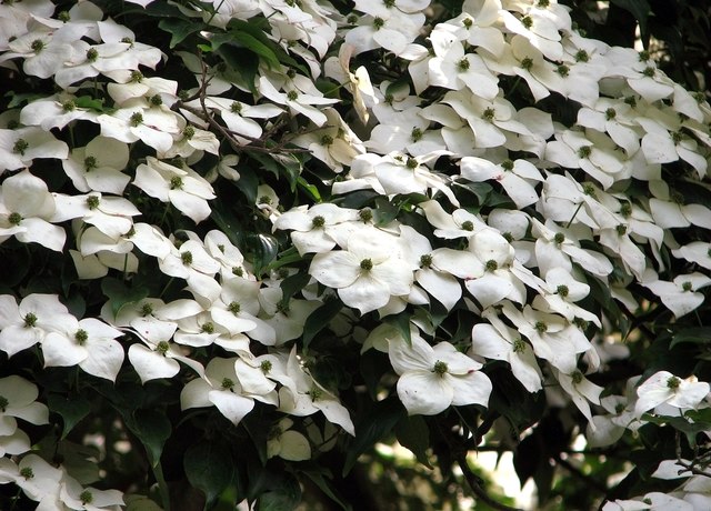 Japanese dogwood (Cornus kousa) flowers
