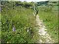 TR2642 : Orchids on a downland path by Marathon