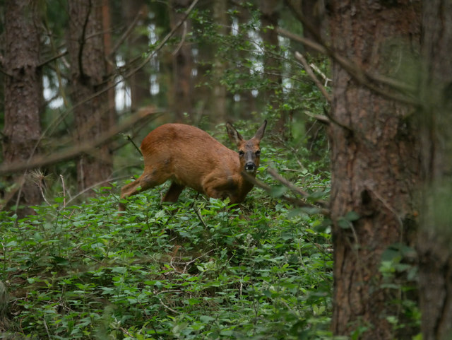 Muntjac Deer Thetford Forest