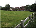 Sheep grazing in a Shurdington field