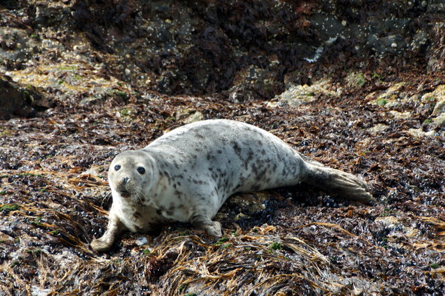 Common Seal (Phoca vitulina), Outer Brough, Fetlar