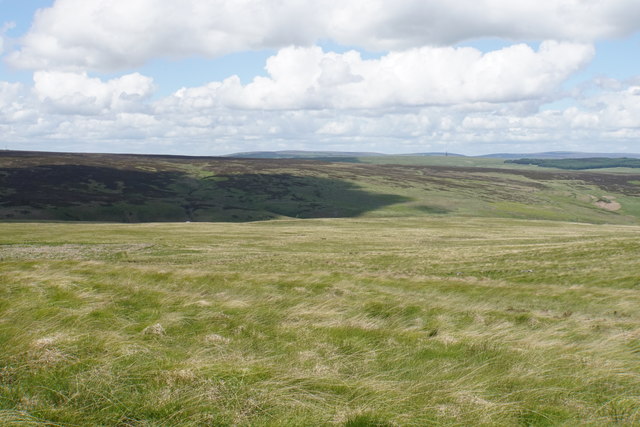 Liberty Rush Bed © Bill Boaden :: Geograph Britain and Ireland