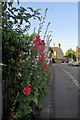 Hollyhocks in Hartington Grove