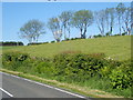 Line of trees in the hedgerow above the A25