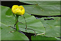 Yellow Water-lily (Nuphar lutea)