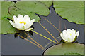 White Water-lily (Nymphaea alba)