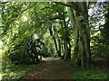 Woodland path, Eastend Wood, Dingwall