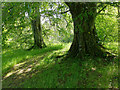 Beside a woodland path, Lower Docharty