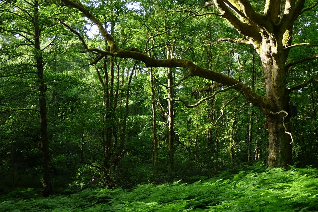 Bowdown Wood, Greenham © Andrew Smith cc-by-sa/2.0 :: Geograph Britain ...