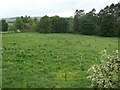 Tree nursery on the east bank of the River South Tyne