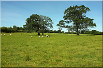 SS7426 : Sheep near Rawstone by Derek Harper