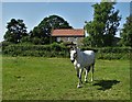 Cliffe Dales Farm and a white horse