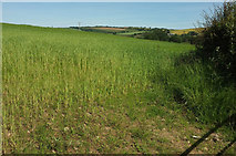 SS7426 : Cereal crop near Rawstone by Derek Harper