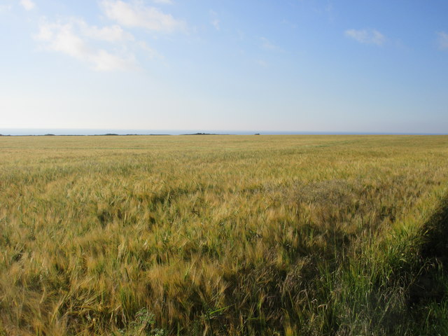 Barley field by the coast © Scott Cormie :: Geograph Britain and Ireland