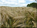 TF0917 : The breeze and the barley by Bob Harvey