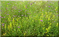 A meadow in Abbey Street, Faversham