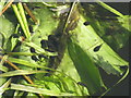 Tadpoles in the Forth& Clyde canal