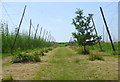 Path through hop fields Boughton-under-Blean