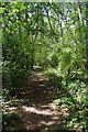 Path Through Oak Spring