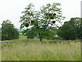TL0339 : Tree with mistletoe near Houghton House, Ampthill by Humphrey Bolton