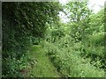 Overgrown path on the eastern perimeter of the sewage works