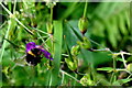 White tailed bee, Magheragart (Donnell)