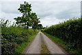 Thorn hedges along Togherdoo Road