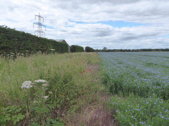 Public footpath beside field of flax