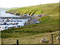 Sheep Grazing above Delting Boat Club