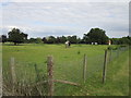 Horses at West Laughton