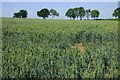 Farmland, Woodford cum Membris