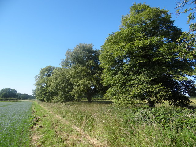 A path beside the flaxen field