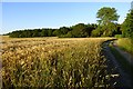 Track and farmland, Nuneham Courtenay