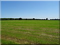 Cut silage field, The Elms