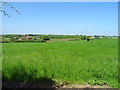 Grassland off Main Street, Swepstone 