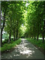 The Avenue at Leysters, near Leominster, Herefordshire