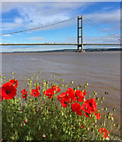 TA0223 : Poppies by the Humber, Barton by Paul Harrop