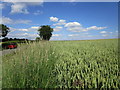 Wheat field near Lenton