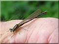 Damselfly on my hand