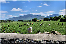S7442 : Cattle and Bridge Parapet by kevin higgins