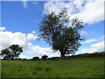 NZ1056 : Field trees near Broad Oak Farm by Robert Graham