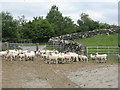 Sheep at Kirkmabreck