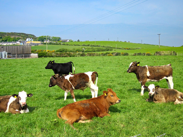 Cattle at Maes, Llanfair-yng-Nghornwy