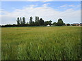 TF3852 : Barley field, Leake Commonside by Jonathan Thacker