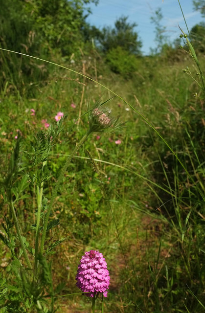 Orchid on the path, Nightingale Park