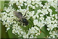 A solitary bee of the genus Andrena, Inshes, Inverness