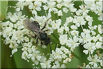 NH6943 : A solitary bee of the genus Andrena, Inshes, Inverness by Mike Pennington