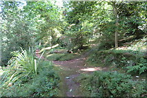 SS8746 : Paths crossing in Greencombe Gardens by John C
