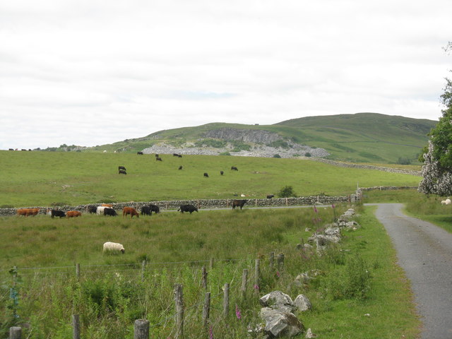 Cattle grazing at Bagbie Sheds